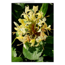 Wild Yellow Ginger cards by joeyartist Wild Yellow Ginger cards
