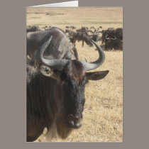 Wildebeasts cards
