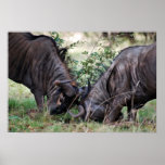 Wildebeest fighting in Africa