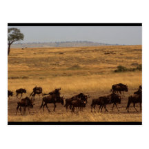 Wildebeest Herd Postcards