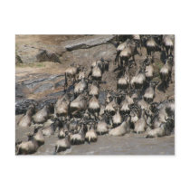 wildebeest mara river postcard