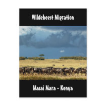 Wildebeest migration Masai Mara Kenya postcard