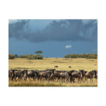 Wildebeest migration Masai Mara Kenya postcard by Rowood Wildebeest migration Masai Mara Kenya postcard