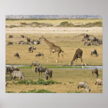 Wildebeests, Zebras and Giraffes gather at a Poster