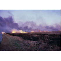 Wildfire at Prime Hook National Wildlife Refuge photo sculptures by animalpark Wildfire at Prime Hook National Wildlife Refuge photo sculptures