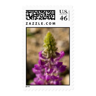 Wildflower 12 stamps