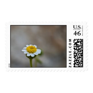 Wildflower 13 postage