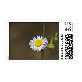 Wildflower 14 postage stamps