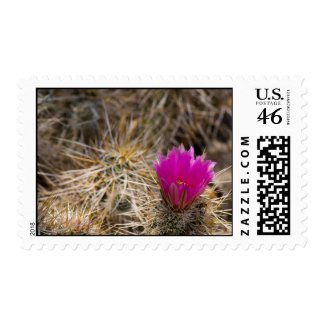 Wildflower 15 postage