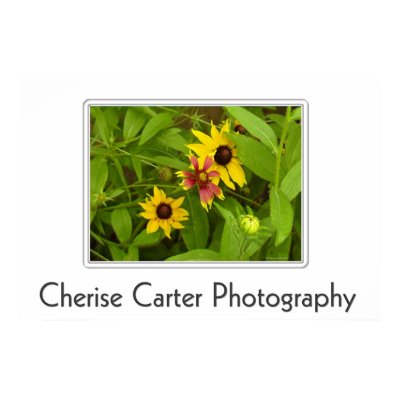 Wildflower 1 print by ccphoto