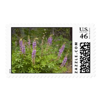 Wildflower 20 stamps