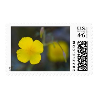 Wildflower 21 postage stamps