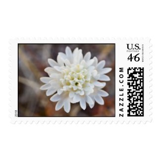 Wildflower 23 stamps