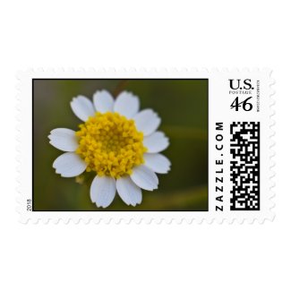 Wildflower 25 stamps