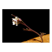 Wildflower 33 ~ ATC business cards by Andy2302 Wildflower 33 ~ ATC business cards