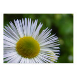 asters, nature, flowers, gardens, wildflowers,