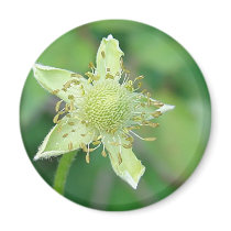 Wildflower 3 magnets by angelandspot Wildflower 3 magnets
