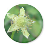 Wildflower 3 refrigerator magnet