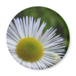 Wildflower 3 ~ magnet