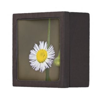 Wildflower 4 Gift Box planetjillgiftbox
