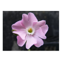 Wildflower 50 ~ ATC business cards by Andy2302 Wildflower 50 ~ ATC business cards