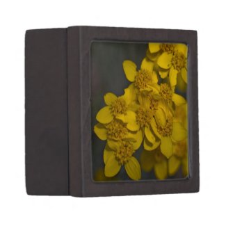 Wildflower 7 Gift Box planetjillgiftbox