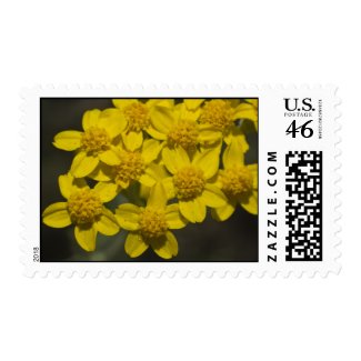 Wildflower 9 postage stamps