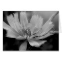 Wildflower cards