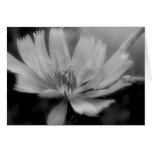 Wildflower Cards