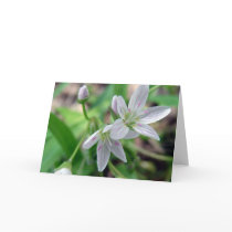 Wildflower cards