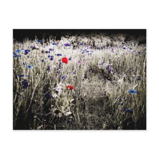 Wildflower Color Isolation Postcard