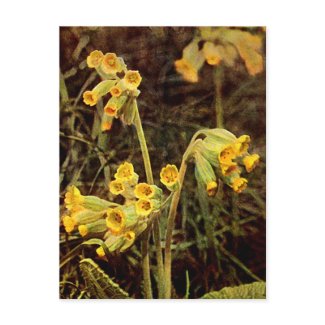 Wildflower: Cowslip postcard