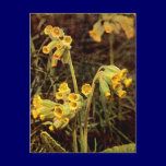 Wildflower: Cowslip postcards