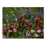 Wildflower Dreams Postcard
