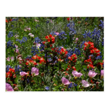 Wildflower Dreams Postcard