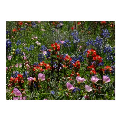 Wildflower Dreams Posters by StarLily