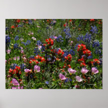 Wildflower Dreams Posters