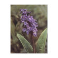 Wildflower: Early Purple Orchids postcard