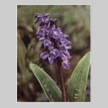 Wildflower: Early Purple Orchids postcards