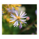 Wildflower Fall Surprise posters by angelspiritme Wildflower Fall Surprise posters