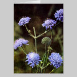 Wildflower: Field Scabious cards