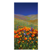 Wildflower Hills Picture Card