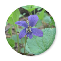 Wildflower Magnet Collection