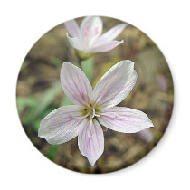 Wildflower Magnet Collection