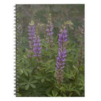Wildflower Notebook notebook