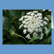 Wildflower Notecards cards
