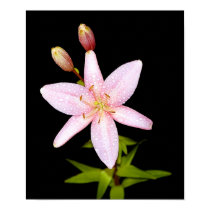 Wildflower posters