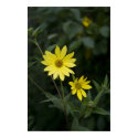 Wildflower print