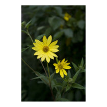 Wildflower print