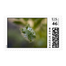 Wildflower Stamp 4